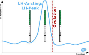 LH Peak vom Ovulationstest zur Verhütung 